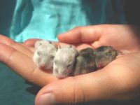 do pet hamster hibernate
