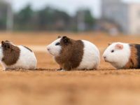 what do pet hamsters eat