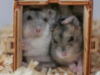 when do pet hamsters hibernate