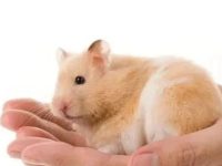 how to pet hamster properly