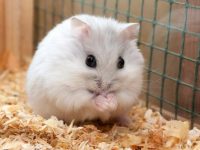 do pet hamsters have rabies