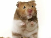 pet hamster life expectancy