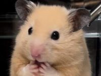 how many pellets to feed a hamster?