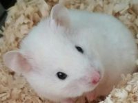 smallest pet hamster