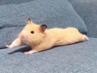 will my pet hamster hibernate?