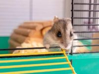where to buy pet hamsters?
