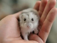 Pet Hamster Habitat and Living Habits