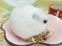 why hamsters are great pets?