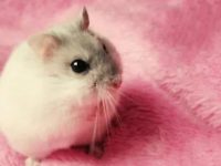 what to do when pet hamster dies?