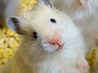 why hamster are good pets?