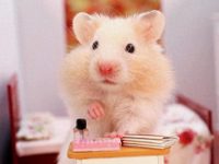 where do pet hamsters live?