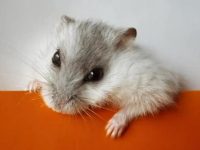 What are the pet hamster supplies?