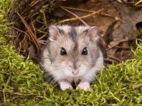 can pet hamsters eat cheese?