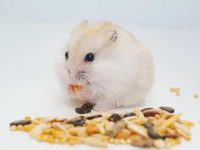 Characteristics of pet hamsters