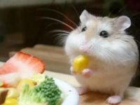 can pet hamsters eat grass?