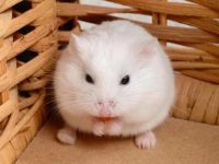 Benefits of Keeping a Hamster as a Pet