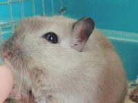 Basic knowledge about hamster pets