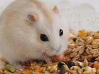 how much work is a pet hamster?