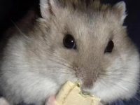 is it good to pet a hamster?