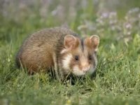 is it hard to have a pet hamster?