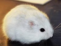 kinds of pet hamsters