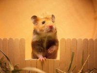 pet hamster average lifespan