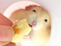 Pet hamster eating precautions