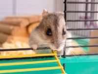 What equipment does a pet hamster have?