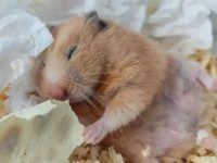 pet hamster essentials