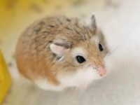 How to Keep a Pet Hamster?