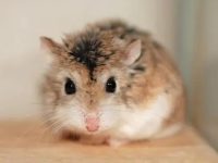 How to Care for a Pet Hamster?