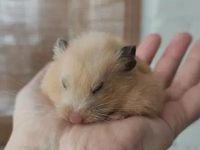 What are the pet hamster toys?