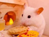 what can pet hamsters eat?