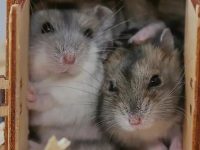 why do pet hamsters hibernate?