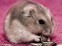 is hamster a good pet?