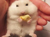 guinea pig or hamster which is better pet?