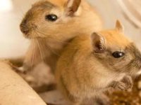 which is better pet hamster or gerbil?