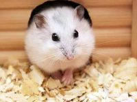 How much does a pet hamster weigh?
