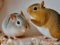 What to feed pet hamsters?