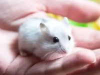 What type of hamster makes the best pet?