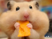 How can beginners properly care for hamsters?