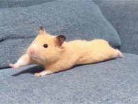 can pet hamsters hibernate