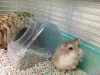 How often should you change your hamster bedding?