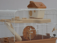 when to clean hamster cage