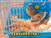 Will hamsters dislike a small cage?
