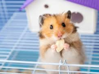 how much does a pet hamster cost?