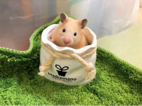 Is hamster a rat? The reason so many people fall in love with them is thanks to these 4 key advantages