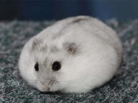 Hamsters: Do You Really Know Them?