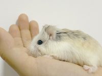 Here are the five most popular types of pet hamsters!
