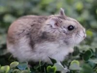 The best hamster breeds for pets
